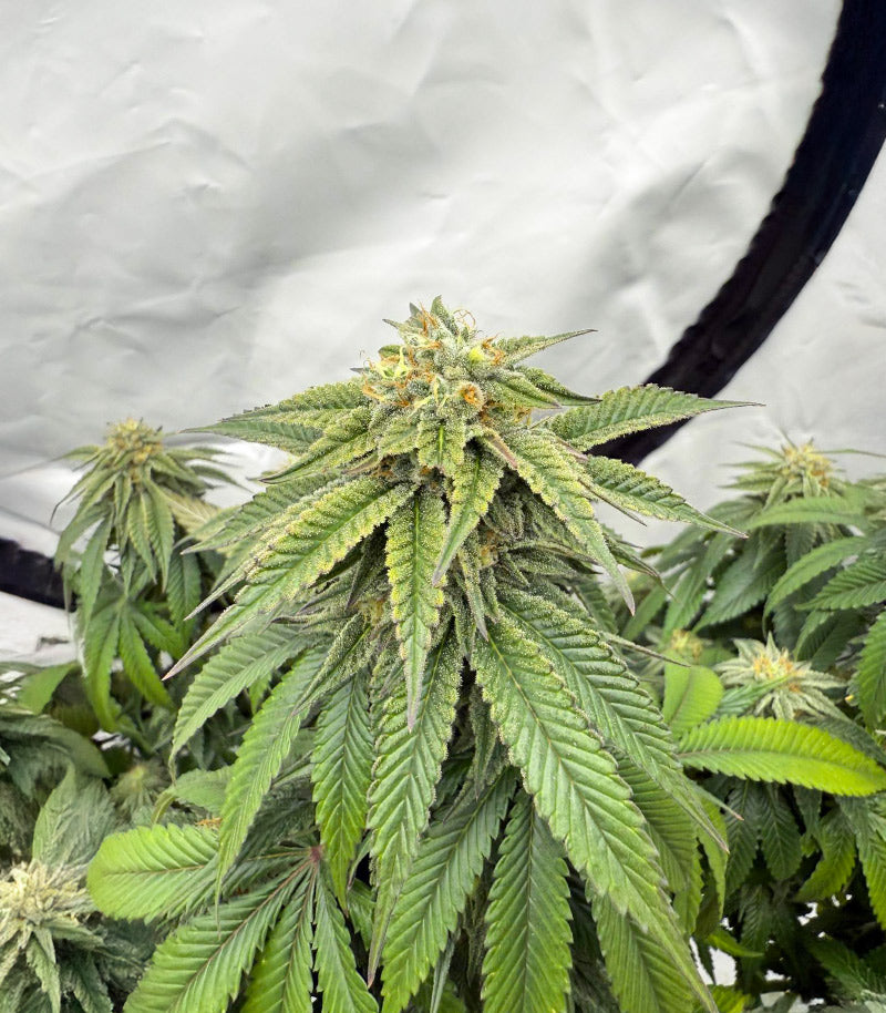 Apple Fritter Cannabispflanze – Barney's Farm, Foto 1