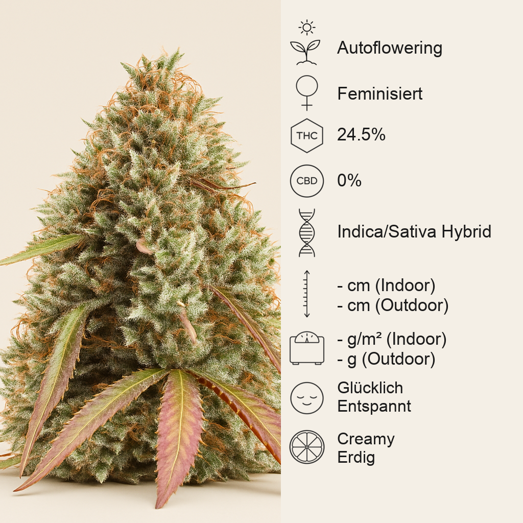 Gorilla Cookies Auto feminisierte Samen (Seedstockers)