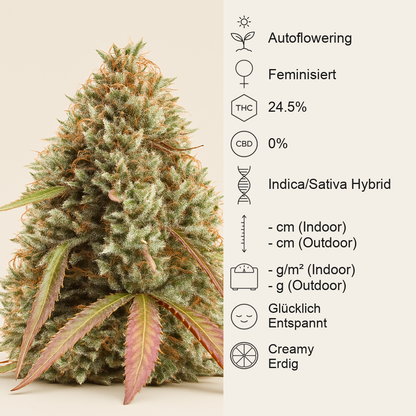 Gorilla Cookies Auto feminisierte Samen (Seedstockers)