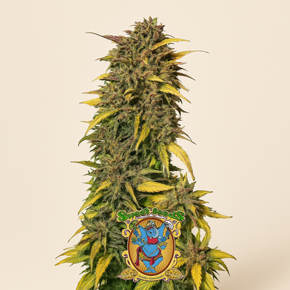 Black Jack Auto (Sweet Seeds) Cannabis-Samen