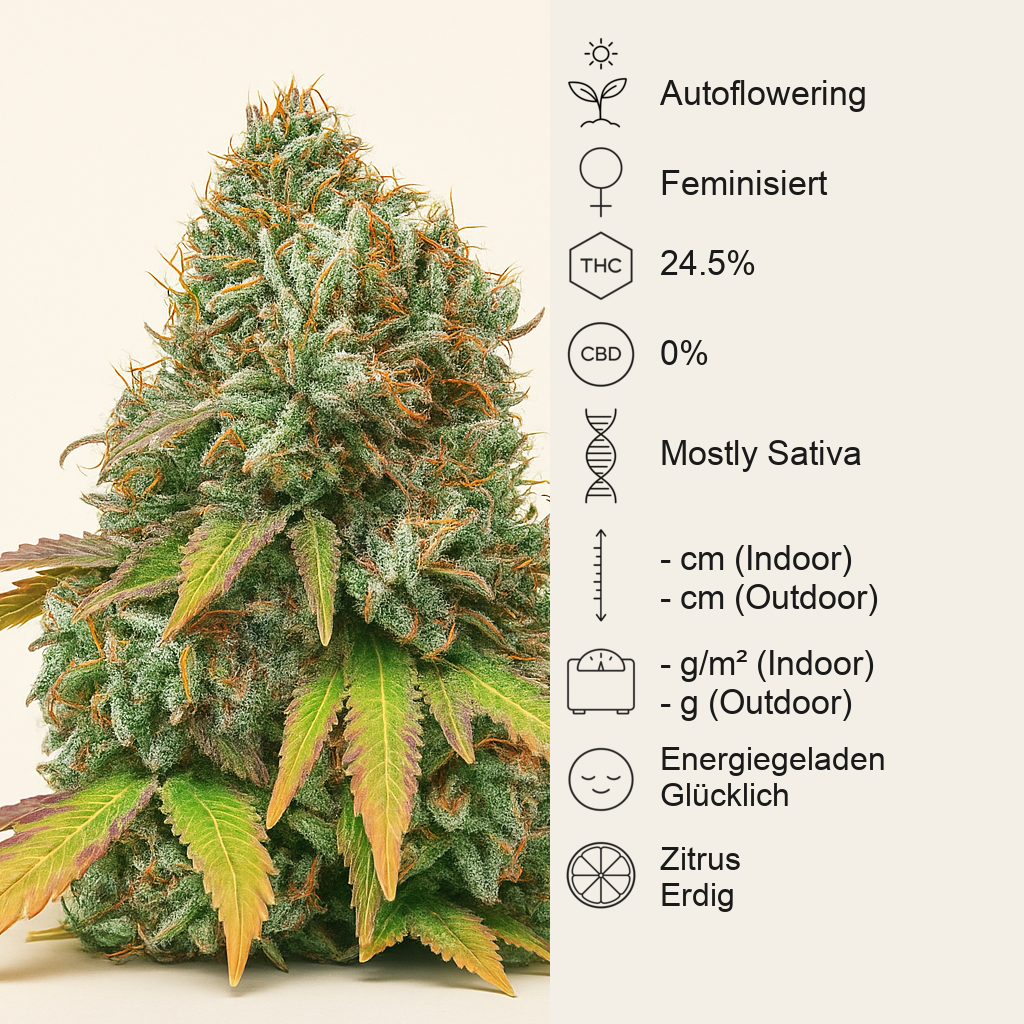 Sour Diesel Auto feminisierte Samen (Seedstockers)