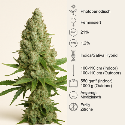Amnesia Lemon (Barney's Farm) Cannabis-Samen