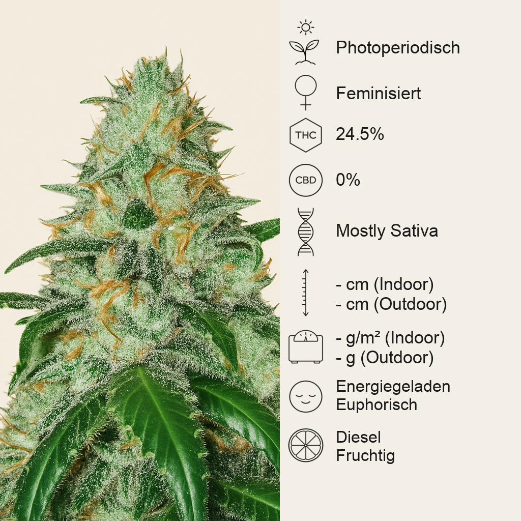 Bruce Banner feminisierte Samen (Seedstockers)