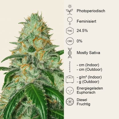 Bruce Banner feminisierte Samen (Seedstockers)