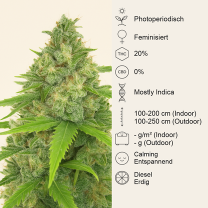 Humboldt Headband feminisierte Samen (Humboldt Seed Company)