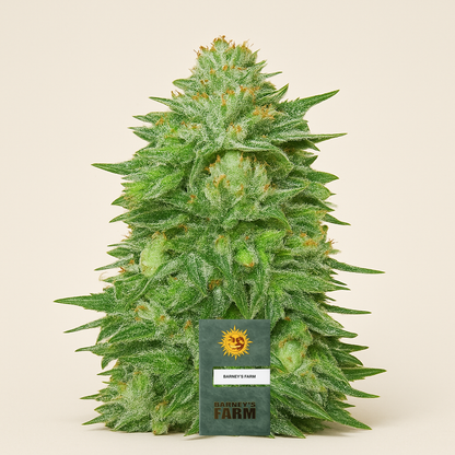 Triple Cheese (Barney's Farm) Cannabis-Samen