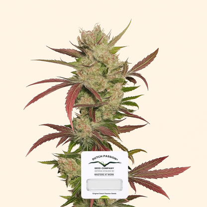 Master Kush (Dutch Passion) Cannabis-Samen