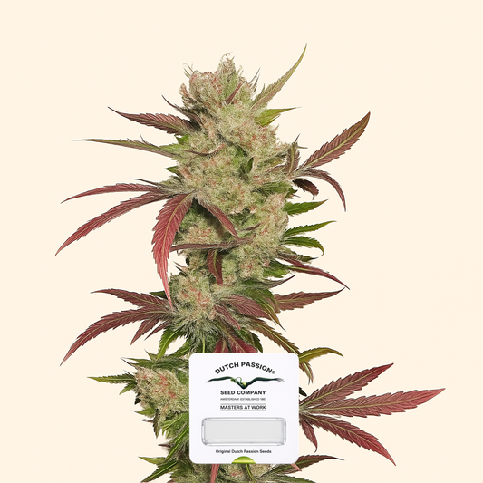 Master Kush (Dutch Passion) Cannabis-Samen