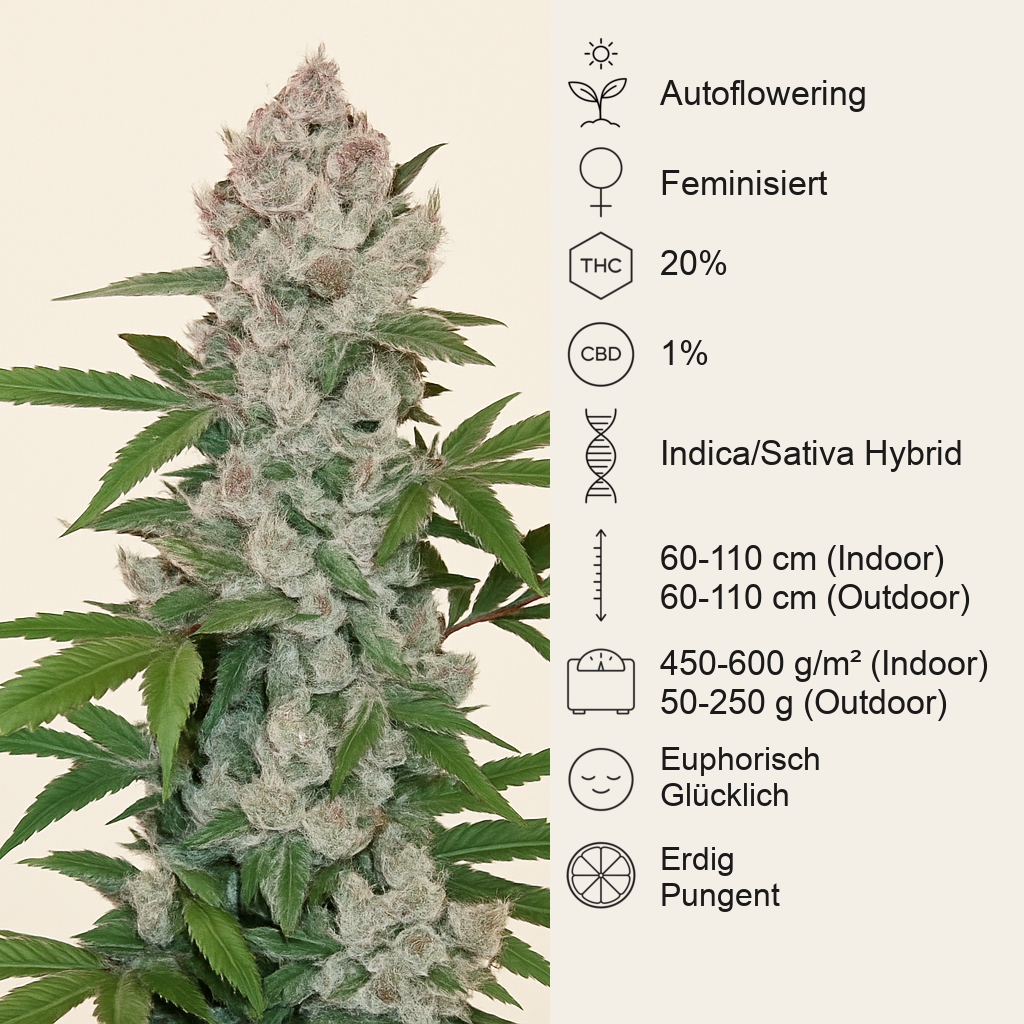 Girl Scout Cookies Auto (Fast Buds) Cannabis-Samen