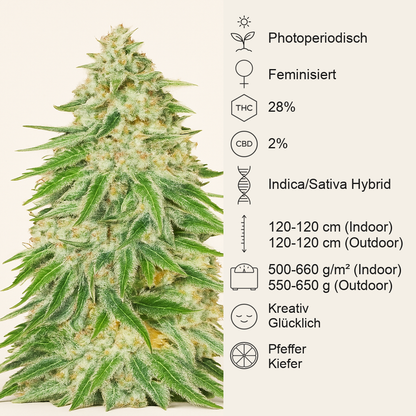 WiFi Kush feminisierte Samen (AlphaFem Seeds)