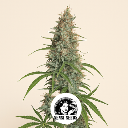 Silver Haze (Sensi Seeds) Cannabis-Samen