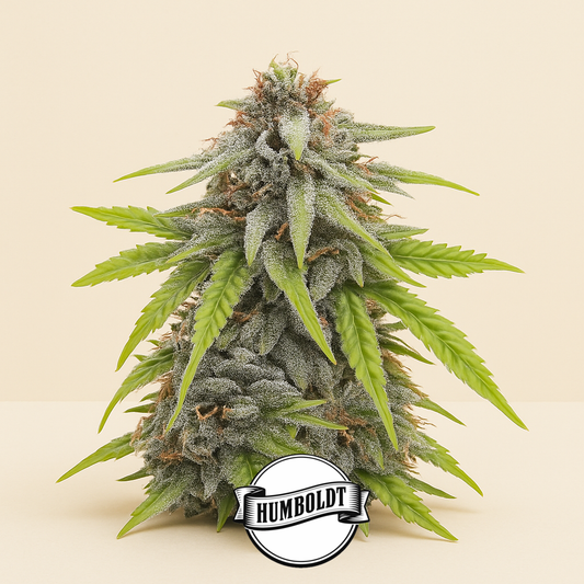 Donutz feminisierte Samen (Humboldt Seed Company)