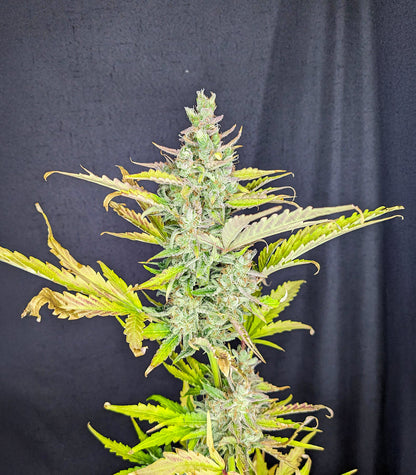 Trainwreck Fast Version Cannabispflanze – Seedkeepers, Foto 3