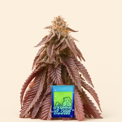 Dozywelly OG feminisierte Samen (AlphaFem Seeds)