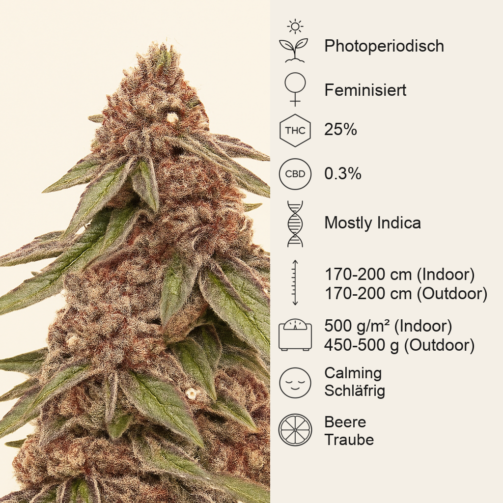 Granddaddy Purple feminisierte Samen (Blimburn Seeds)