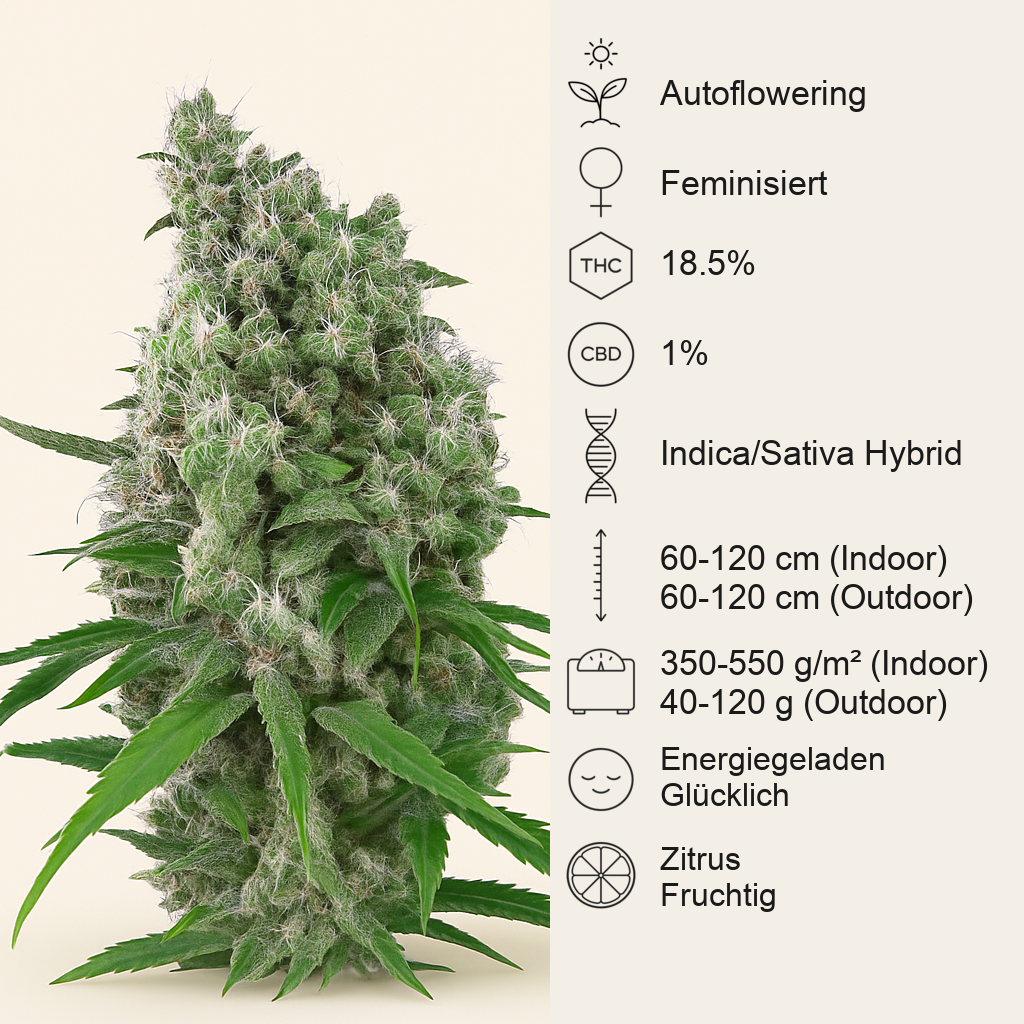 Sweet Trainwreck Auto (Sweet Seeds) Cannabis-Samen