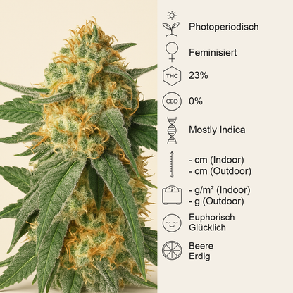 Blackberry Gum feminisierte Samen