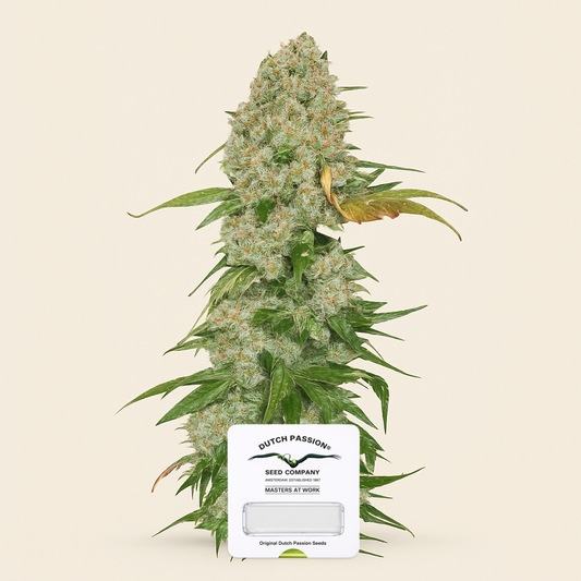 White Widow regular (Dutch Passion) Cannabis-Samen