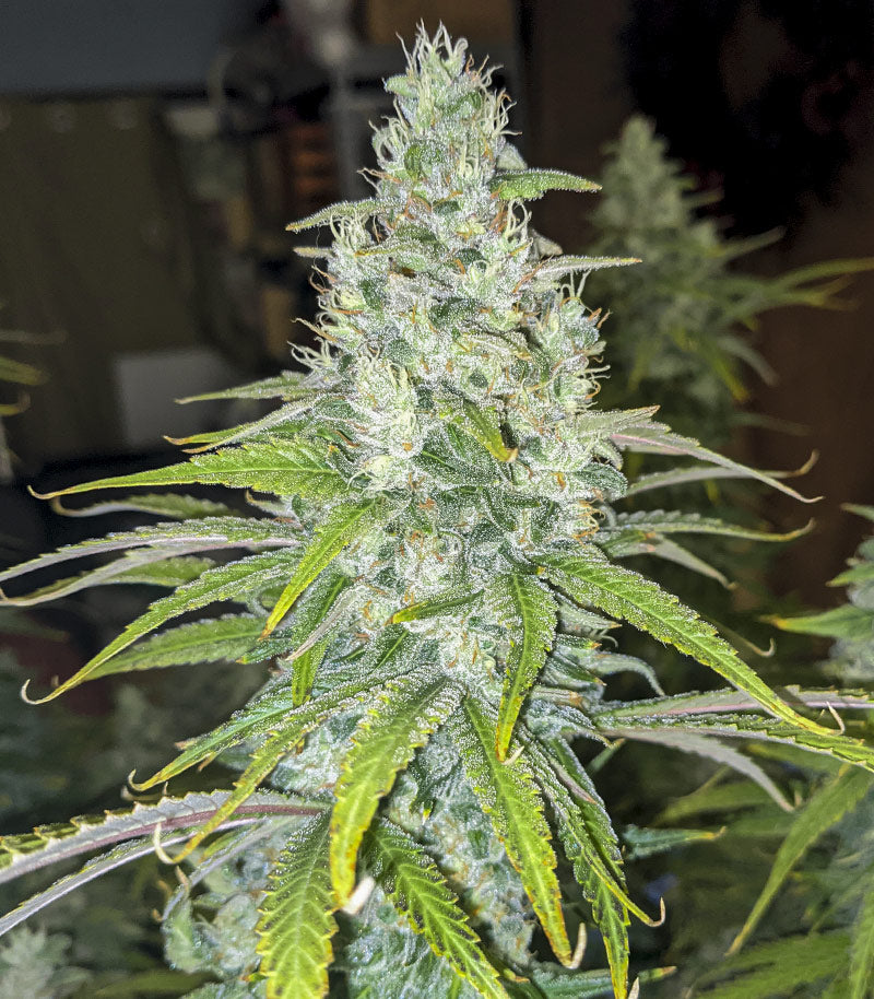 Eleven Roses Early Version Cannabispflanze – Delicious Seeds, Foto 5