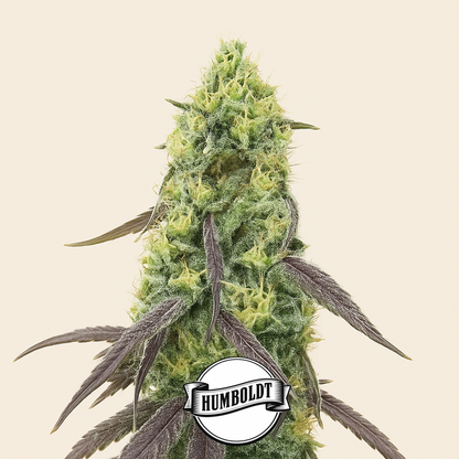 Jelly Donutz Autoflower feminisierte Samen (Humboldt Seed Company)