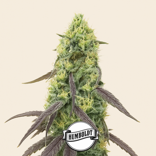 Jelly Donutz Autoflower feminisierte Samen (Humboldt Seed Company)