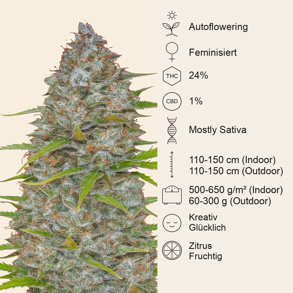 Orange Sherbet Auto feminisierte Samen (Fast Buds)