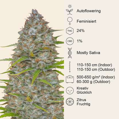 Orange Sherbet Auto feminisierte Samen (Fast Buds)