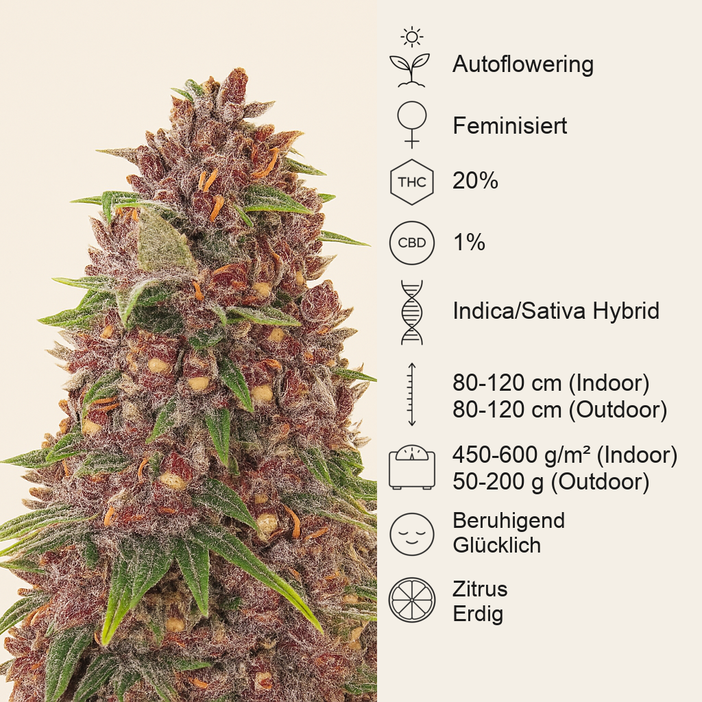 C4 Auto (Fast Buds) Cannabis-Samen