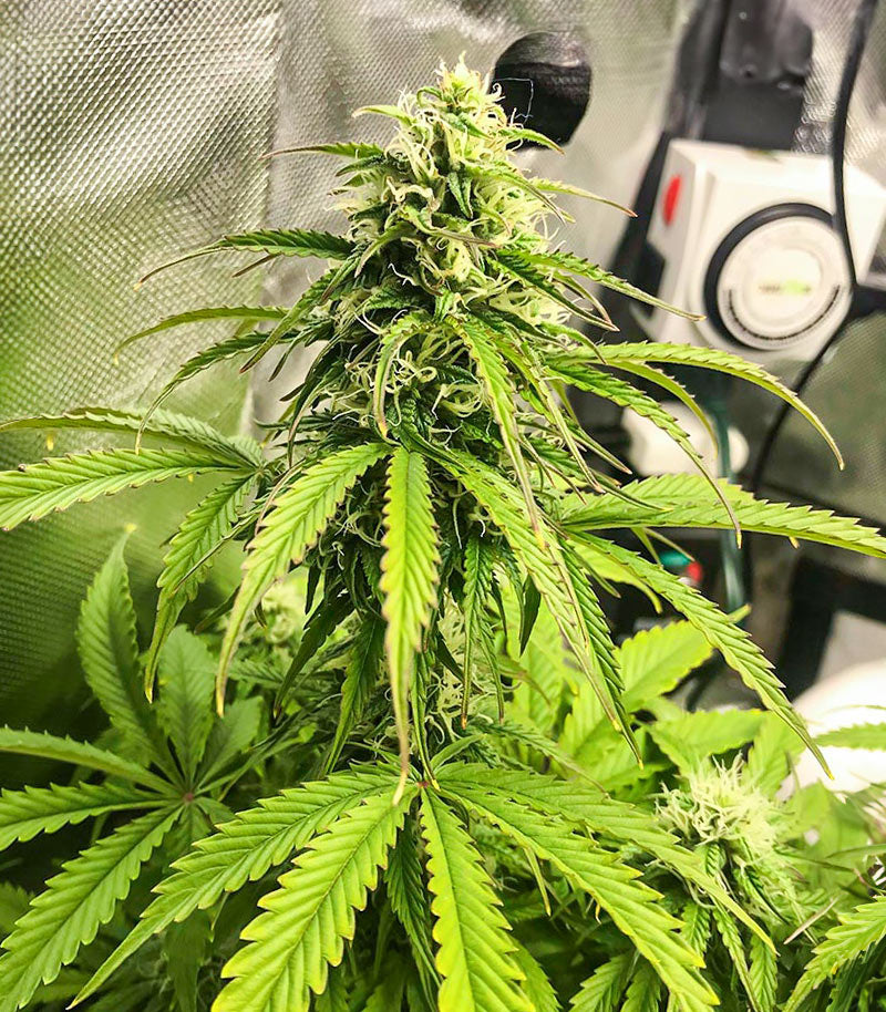 Acid Rain Autoflower Cannabispflanze – EGS, Foto 4