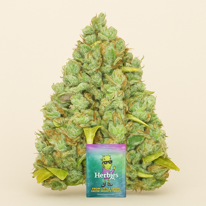 Critical XXL feminisierte Samen (Herbies Seeds)