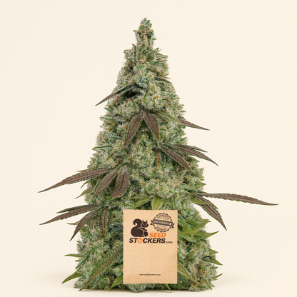 Moby Dick Auto feminisiertes Saatgut (Seedstockers)