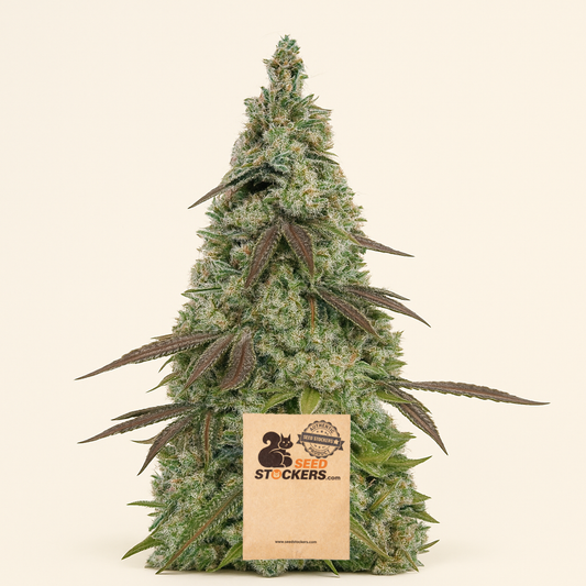 Moby Dick Auto feminisiertes Saatgut (Seedstockers)