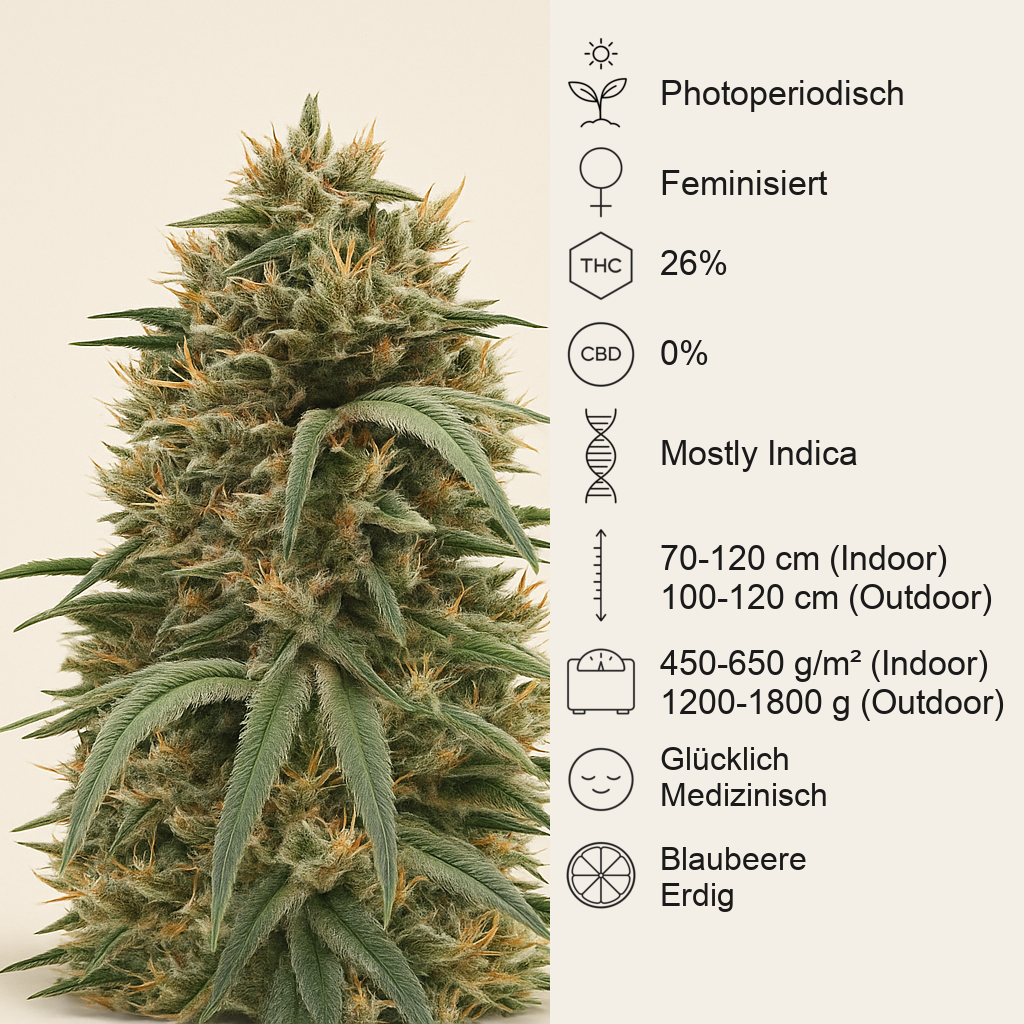 Blueberry Hill feminisierte Samen (Herbies Seeds)