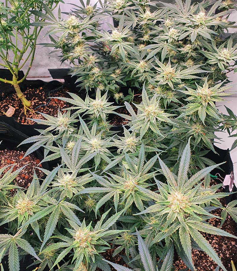 Caramelo Early Version Cannabispflanze – Delicious Seeds, Foto 1