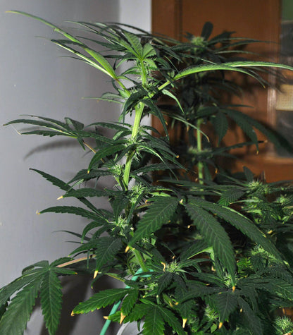Sensi #32 Cannabispflanze – Sensi Seeds, Foto 2