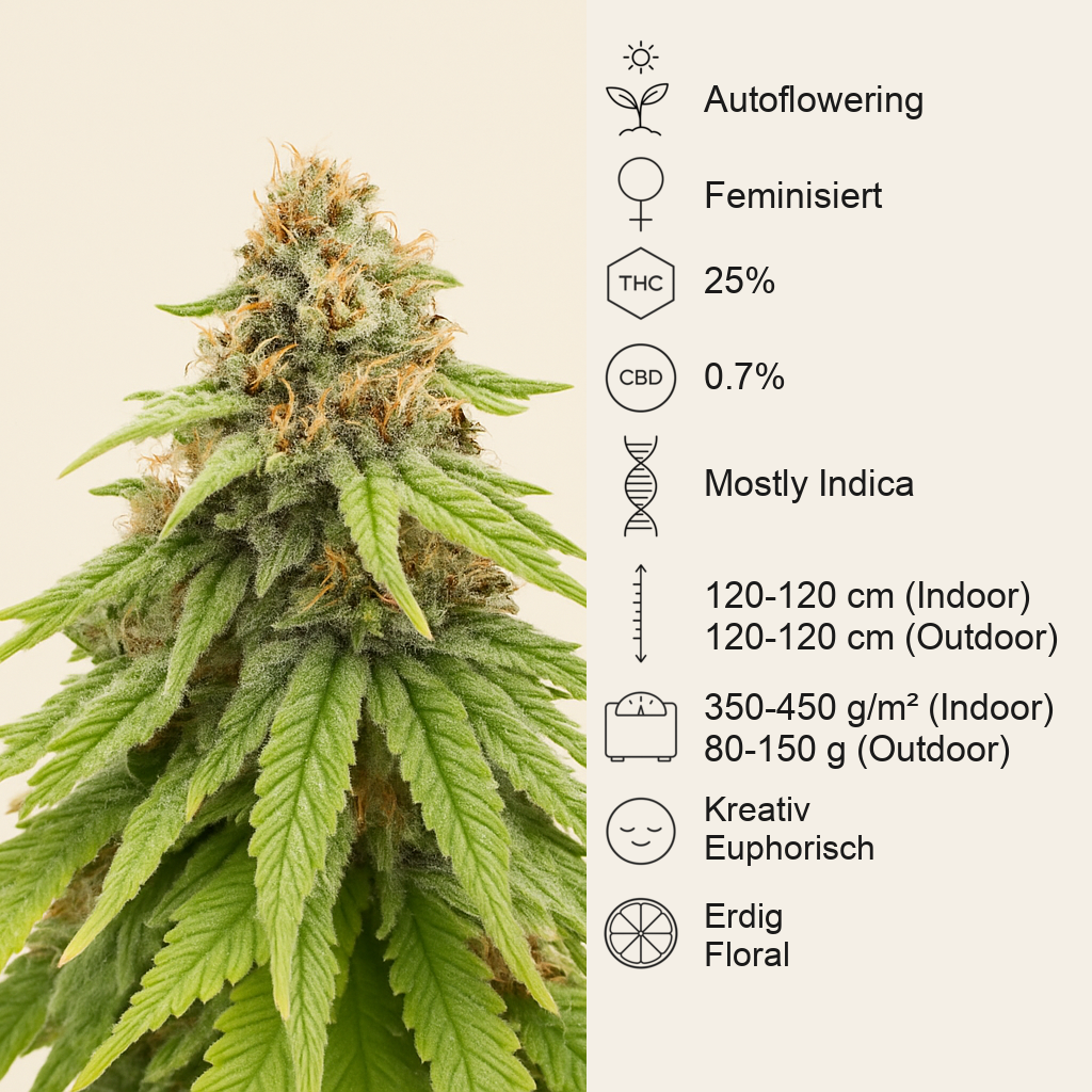 Purple Gelato Autoflower feminisierte Samen (Seedkeepers)
