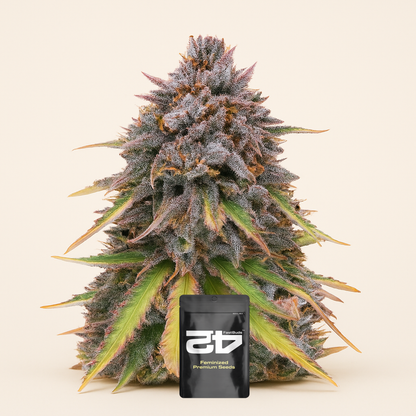 Original Auto Sour Diesel (Fast Buds) Cannabis-Samen