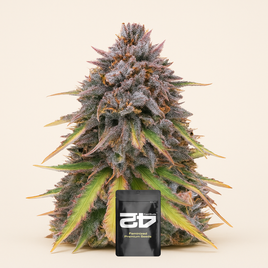Original Auto Sour Diesel (Fast Buds) Cannabis-Samen