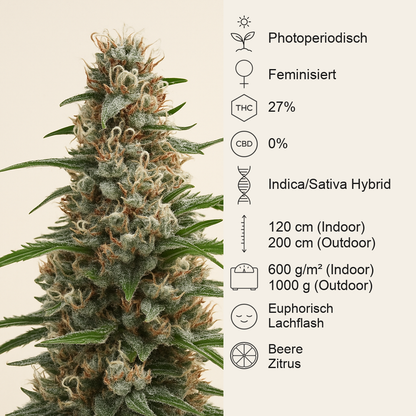 Zoap feminisierte Samen (Barney's Farm)