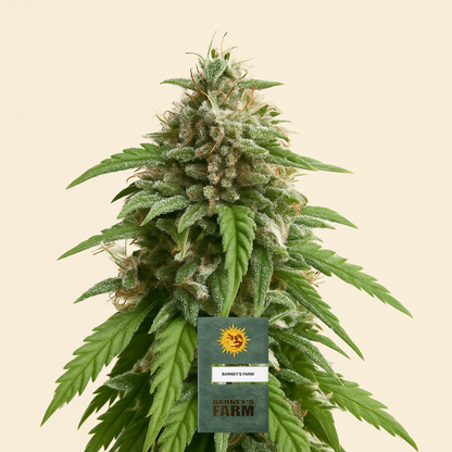 CBD Caramel regular (Barney's Farm) Cannabis-Samen
