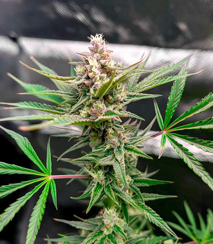 Lemon Cherry Gelato Cannabispflanze – Barney's Farm, Foto 4