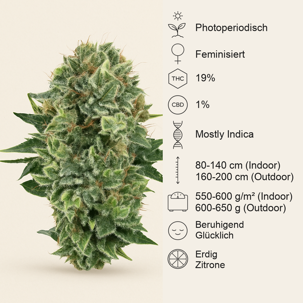 Bubble Kush (RQS) Cannabis-Samen