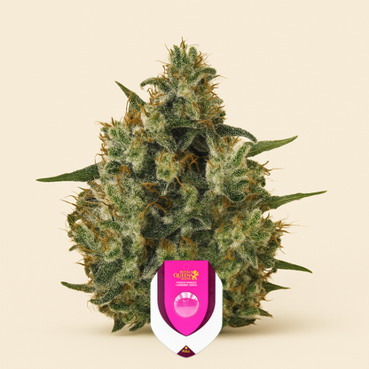 Medical Mass CBD (RQS) Cannabis-Samen