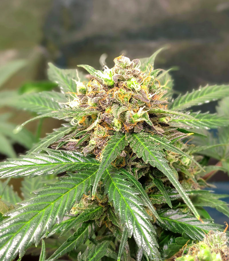 Orange Buddy Auto Cannabispflanze – Herbies Seeds, Foto 1