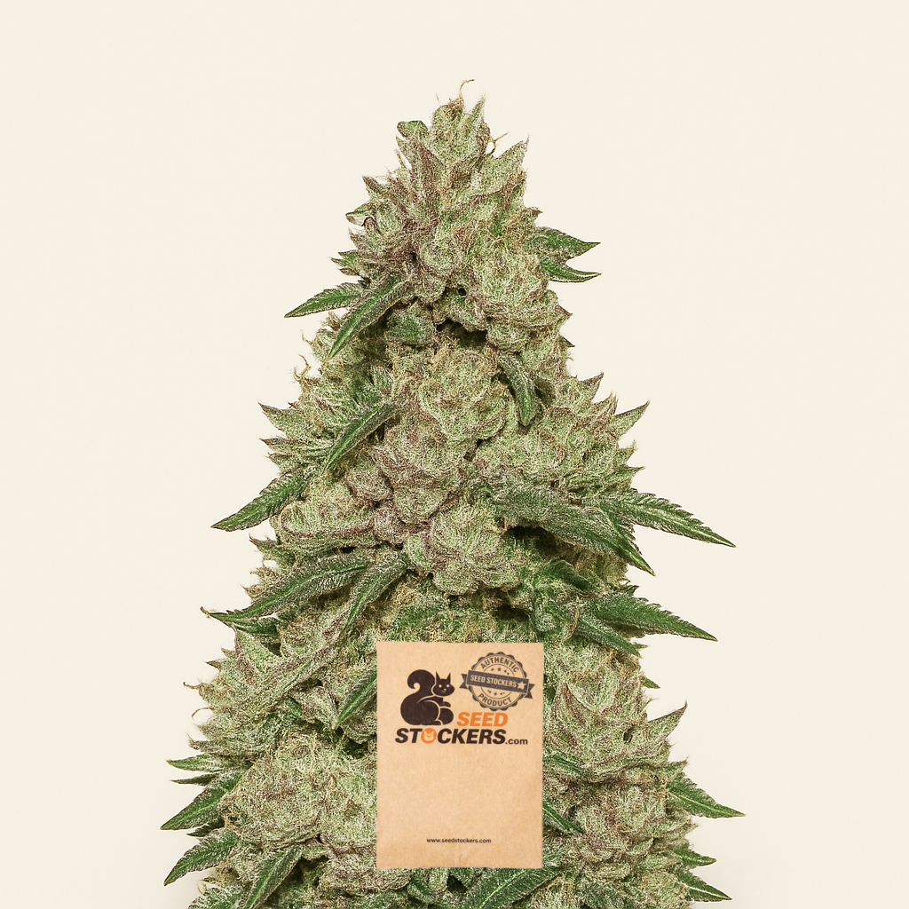 Wedding Cake (Seedstockers) Cannabis-Samen