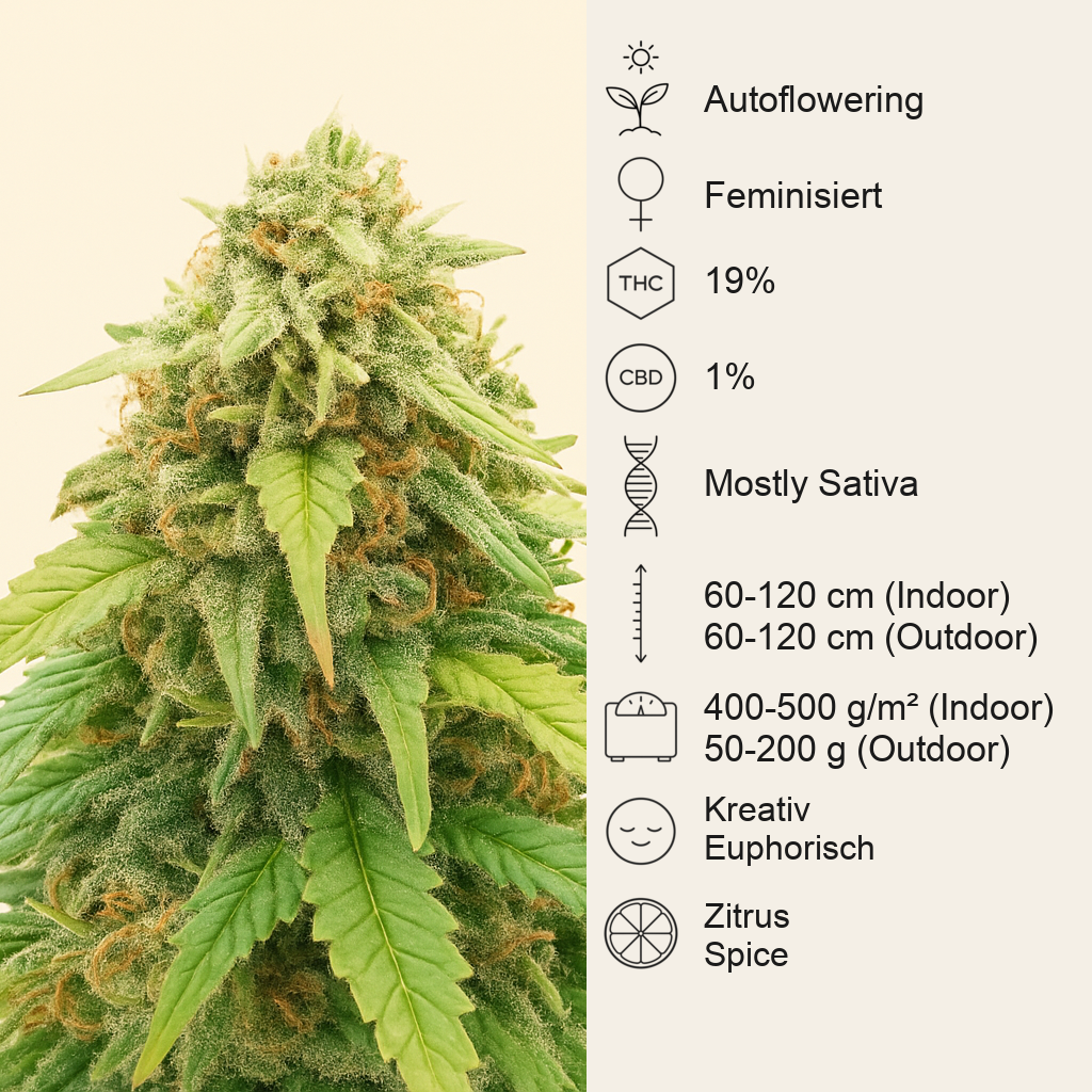 Mexican Airlines Auto (Fast Buds) Cannabis-Samen