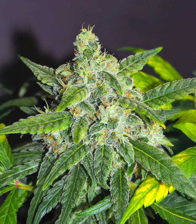 Sensi #32 Cannabispflanze – Sensi Seeds, Foto 1