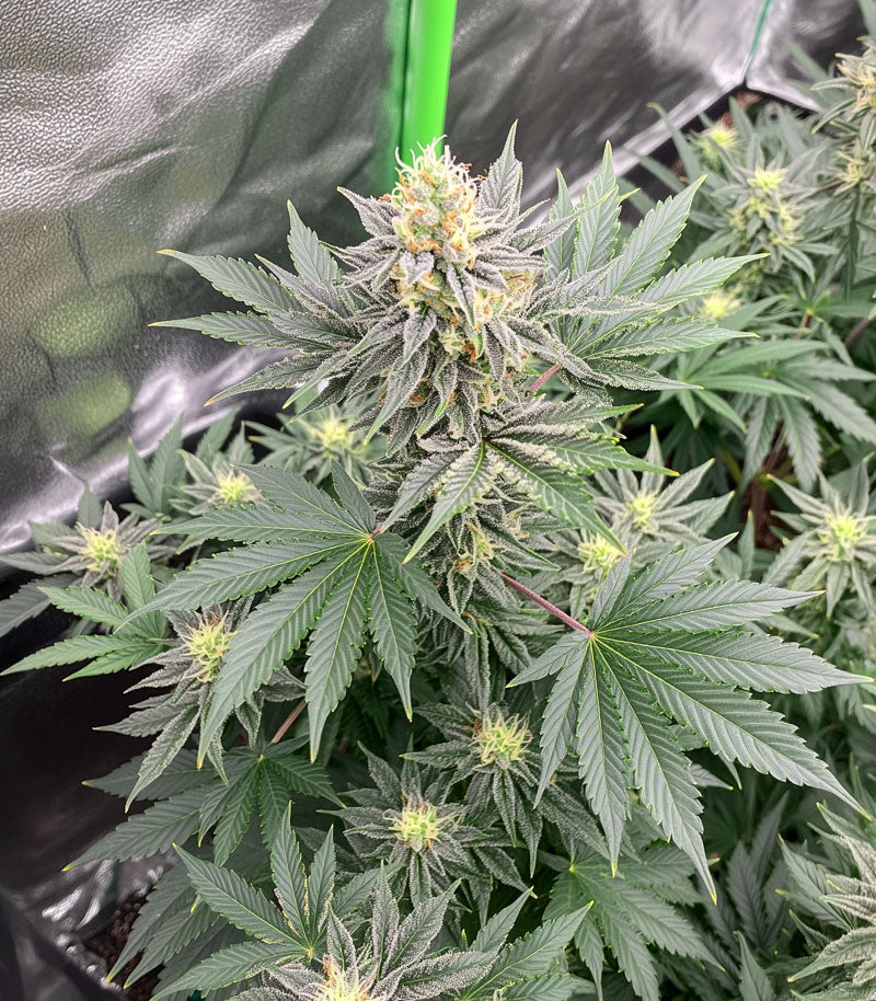 Super Boof Cannabispflanze – Barney's Farm, Foto 1