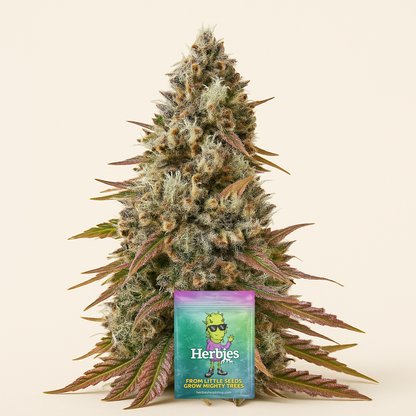 Bruce Banner #3 feminisierte Samen (Herbies Seeds)