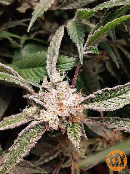 Skywalker Haze Cannabispflanze – Dutch Passion, Foto 5